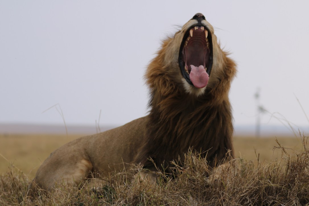 34696020584_6f5d0d8781_k_d