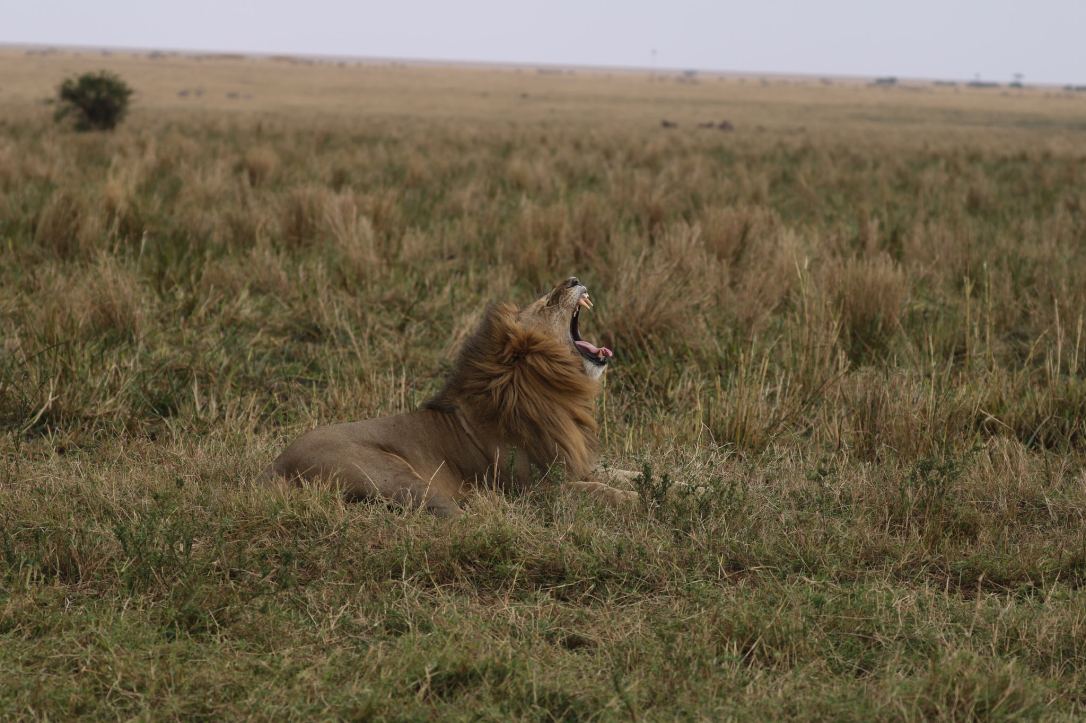 34696036744_a4bac1cd26_k_d