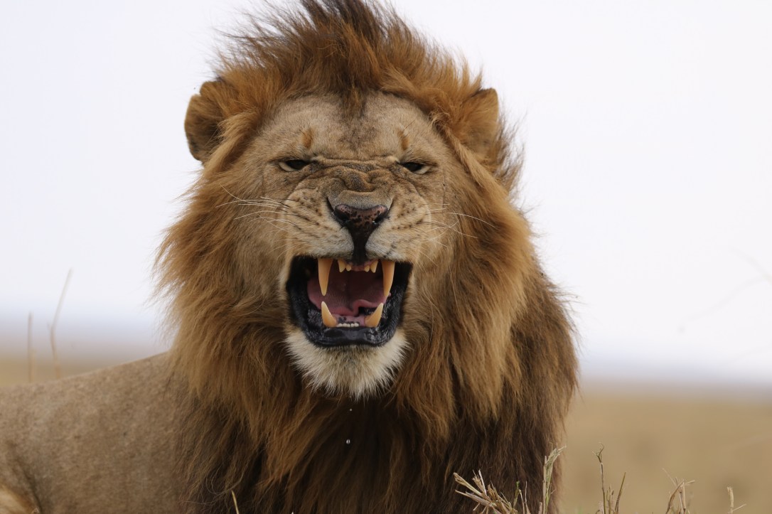 34727882903_5470562514_k_d