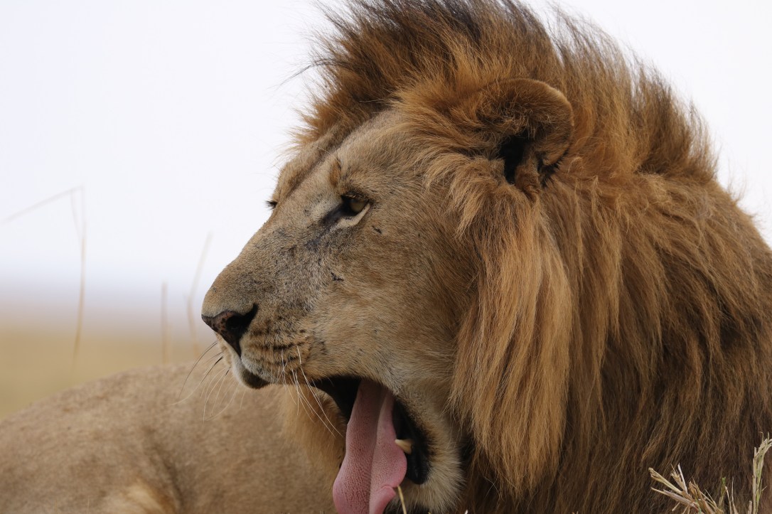 34727886093_2051c03e12_k_d