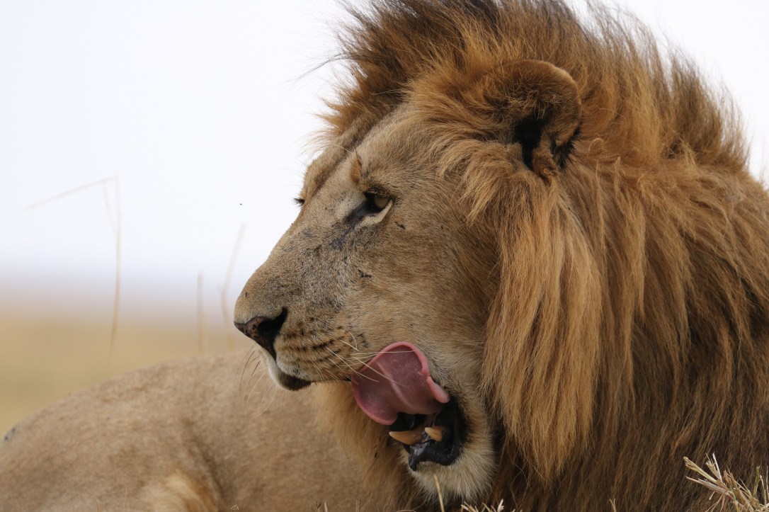 34727887463_a1f0d004f8_k_d